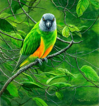 1243-Senegal-parrot