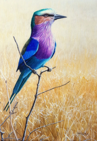 Lilac breasted roller