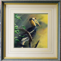 Indian Pied hornbill