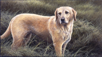 215 Yellow lab