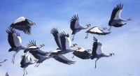 375 Flight of cranes