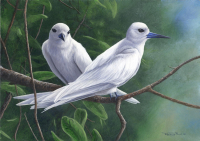 669 fairy terns