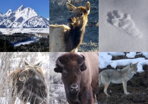 Yellowstone in winter