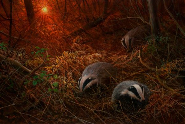 1184 sunset foraging badgers 22x15