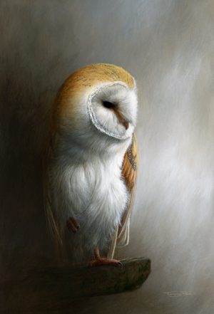 930 barn owl