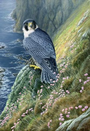 1029 Peregrine at Spanish Head 22x15