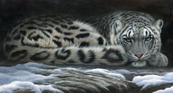 1109 snow shadows snow leopard 28 x15