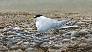 1136 Little tern stamp