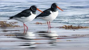 1140 oystercatchers stamp