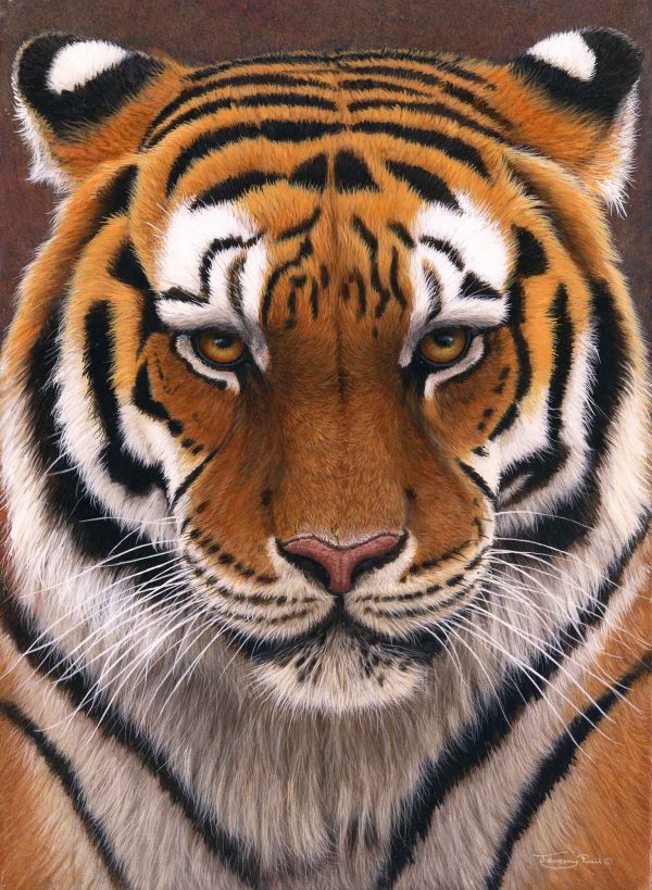 714 Intense siberian tiger 1