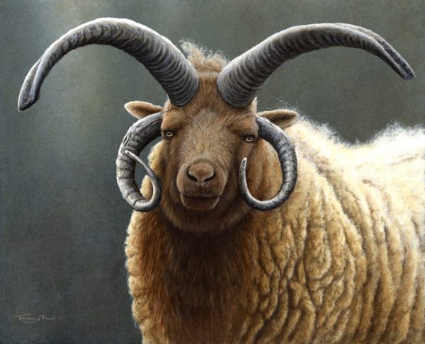 830 Loaghtan Ram