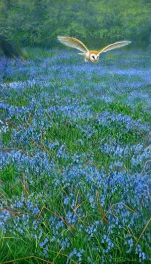 863 Barn owl over bluebells