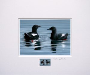 stamp black guillemots