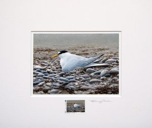 stamp little terns