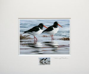 stamp oystercatchers