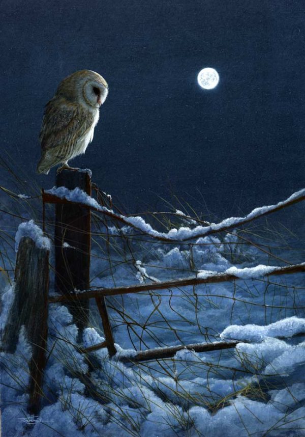 1074 Silent night barn owl