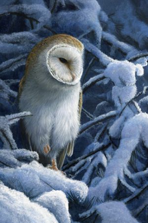 1099 Heavy snow barn owl