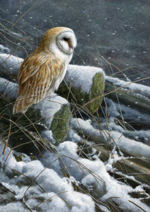 1108 Snow flurries barn owl