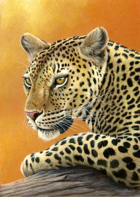 906 evening sunshine leopard