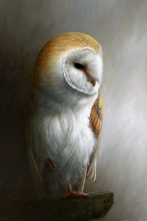 930 Barn Owl