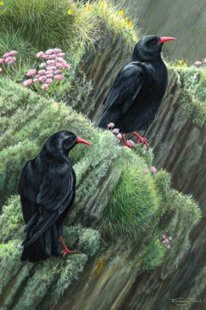 945 Choughs at Langness 1