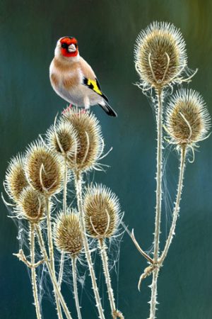 947 Teasels and goldlfinch