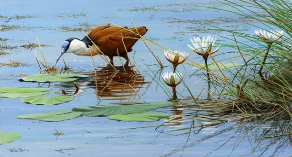 JP97 African Jacana BBC Category winner. 50 copies only 35x20cm £55