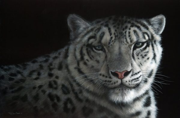 1056 snow shadows snow leopard