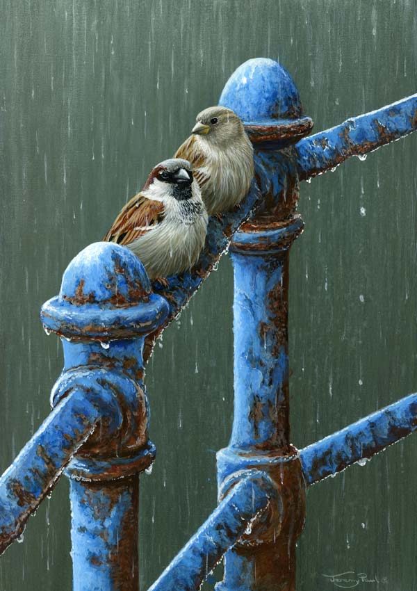 1283 Rainy day sparrows