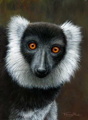 1287 Black and white ruffed lemur