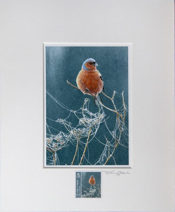 Chaffinch a