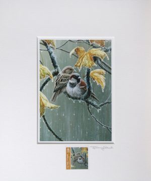 House sparrows a