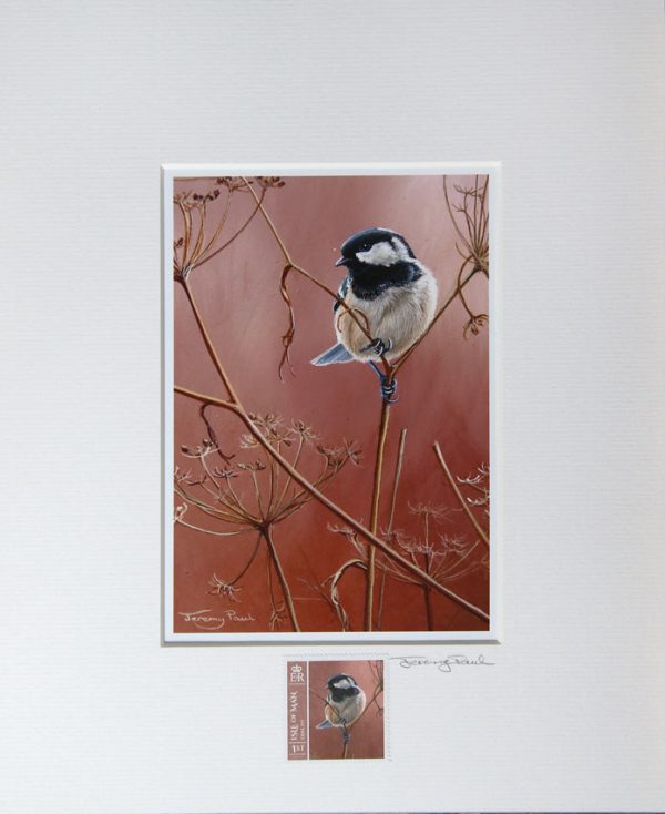 coal tit a