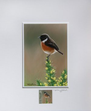 stonechat a