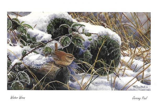 winter wren card