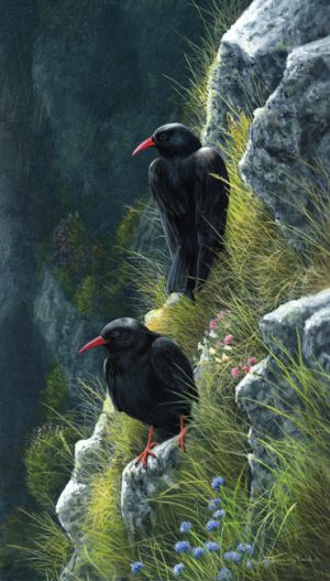 1055 Choughs