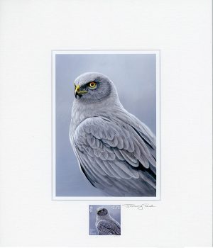 hen harrier scan