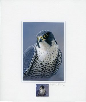 peregrine scan