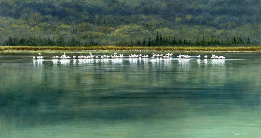 1377 lesser flamingos Lake Tsimanampetsotsa scan