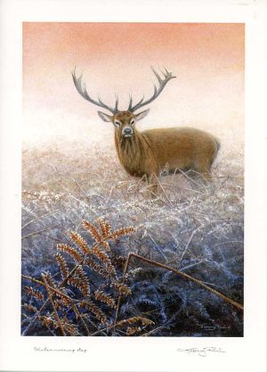 stag card